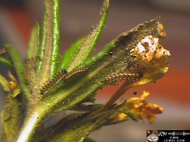 Chalcedon Checkerspot (Euphydryas chalcedona) tiny 2nd instar larvae